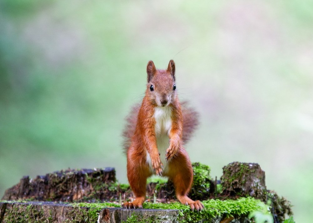 Photograph by Володимир Сорін