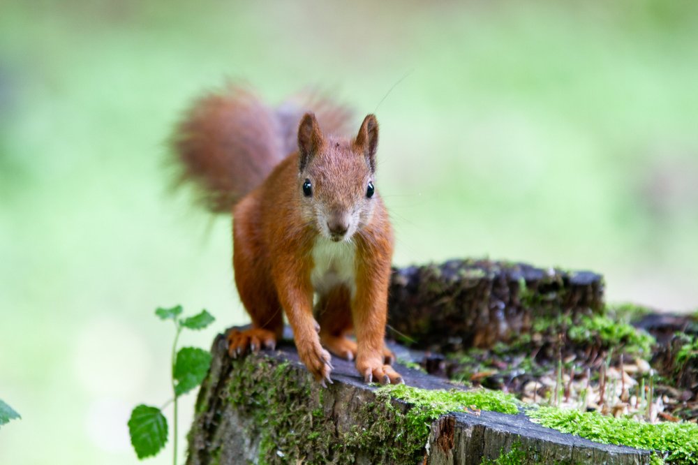 Photograph by Володимир Сорін