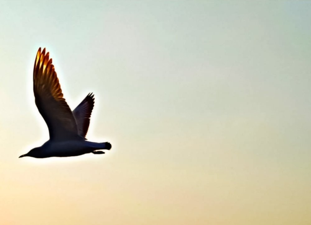 Flying bird caught!