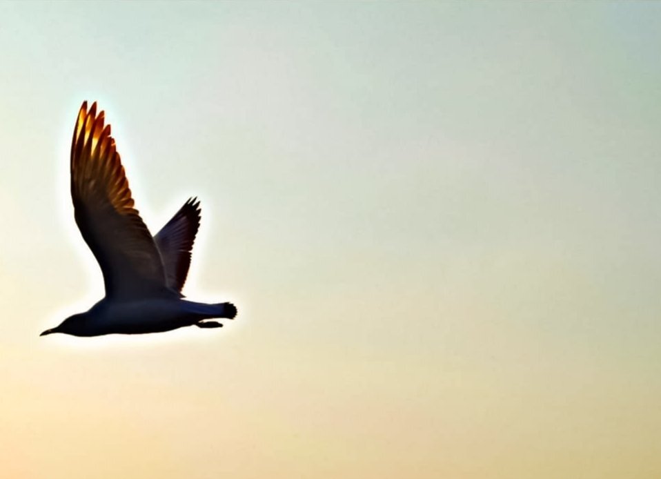 Flying bird caught!