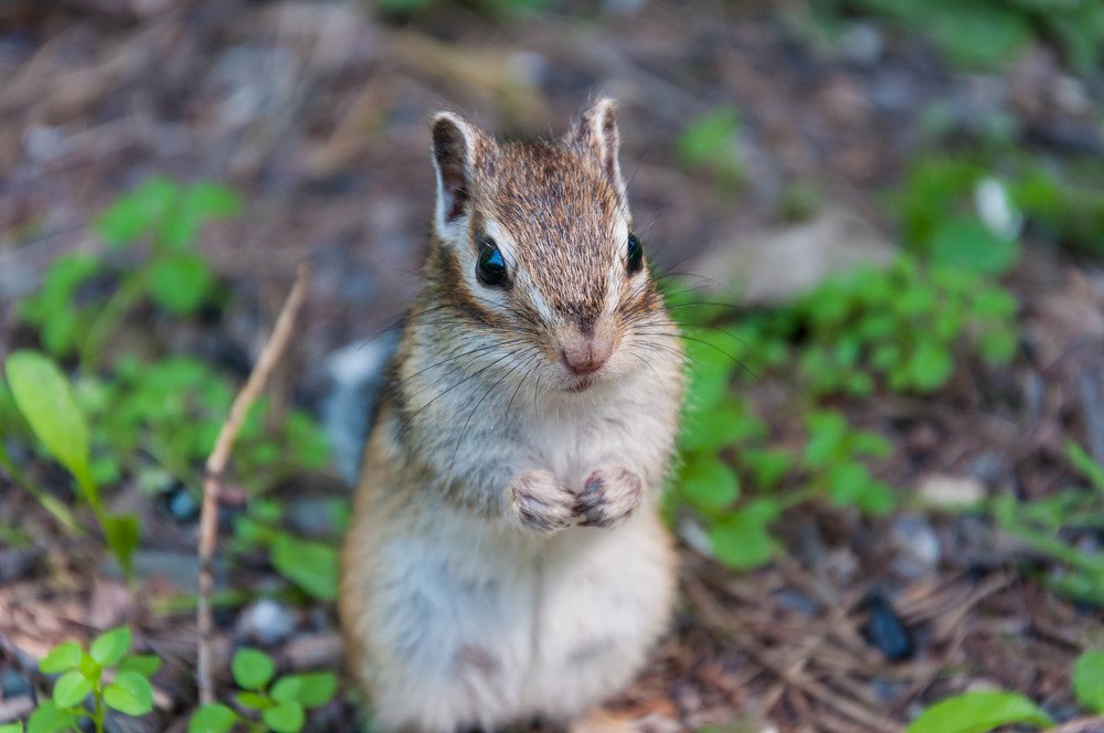 Маленький, маленький бурундучок!