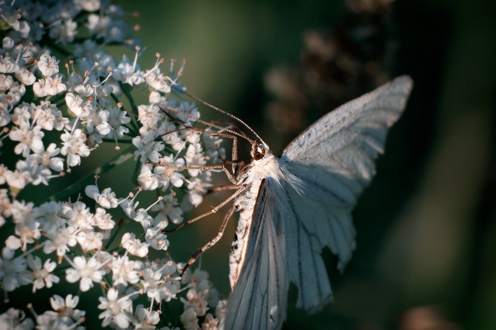 Photograph by Лапенкова Ольга