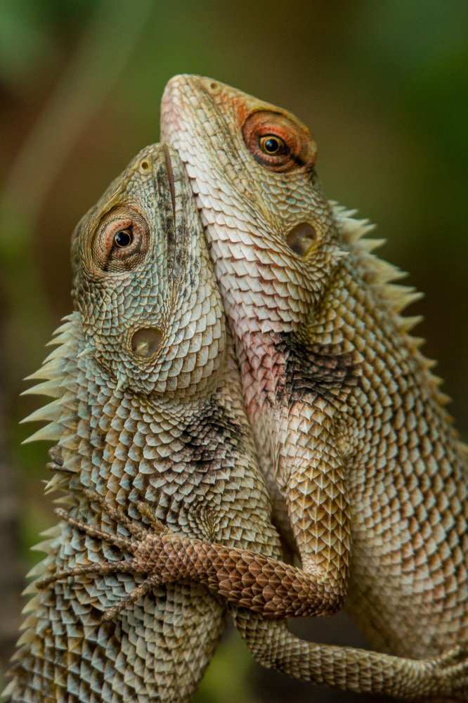 Fight between two garden lizards