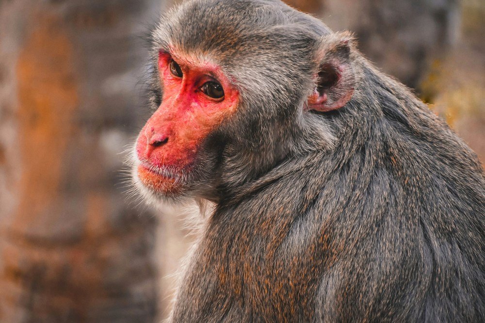 Photograph by Arindam Chowdhury