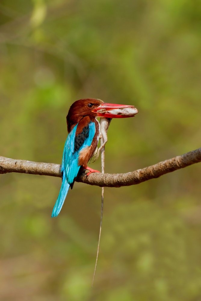 White Throated Kingfisher With Garden Lizard Kill
