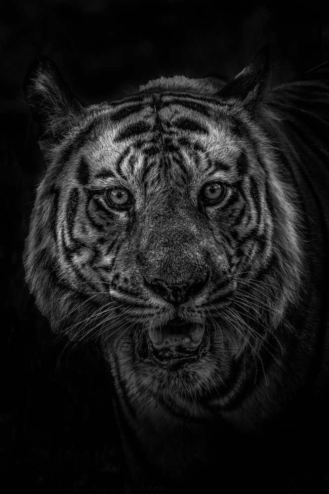 Фотография автора Ashok Behera