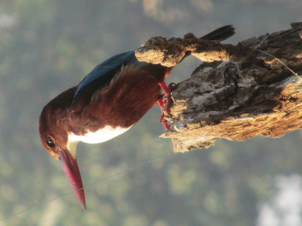 White Breasted Kingfisher