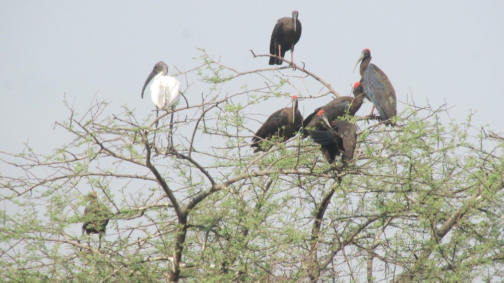 Red-naped Ibis and  black-headed ibis