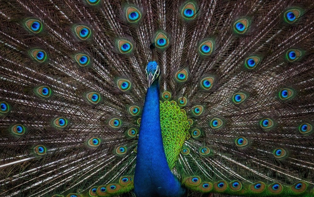 Photograph by Prasad Kn