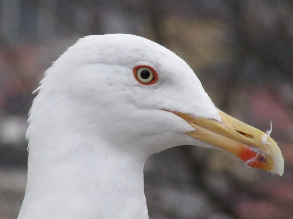 Gaivota