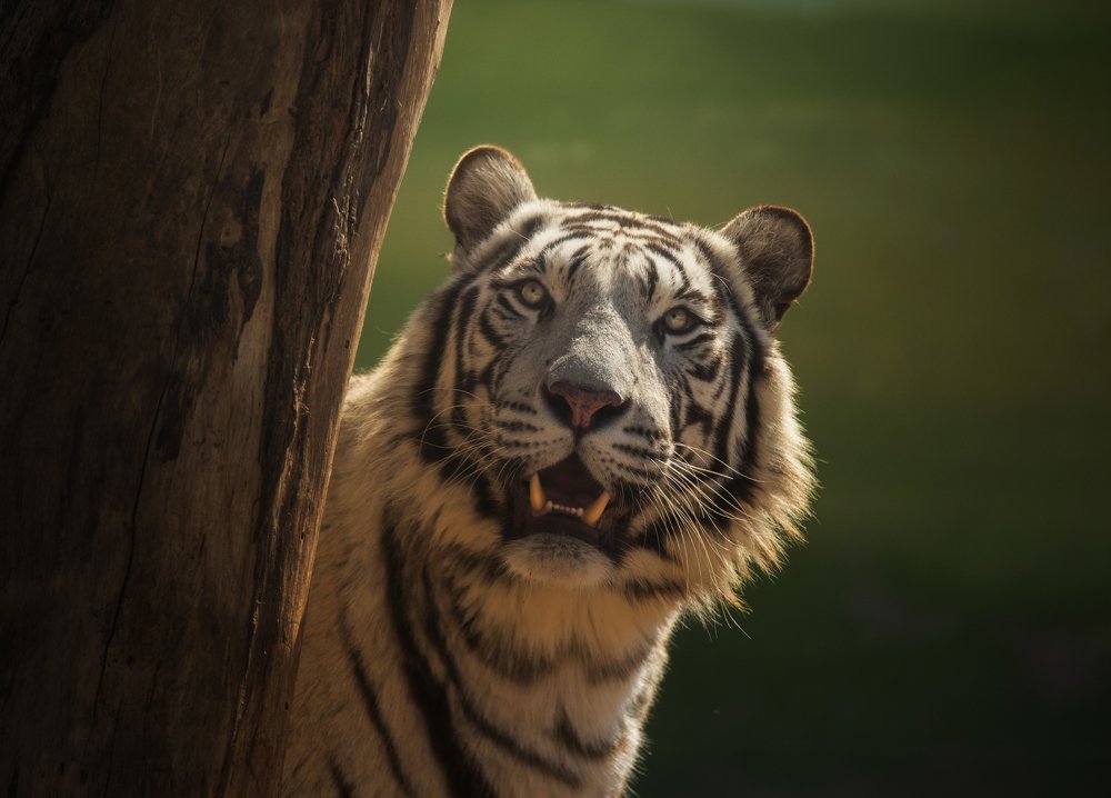 Photograph by Nachuseena