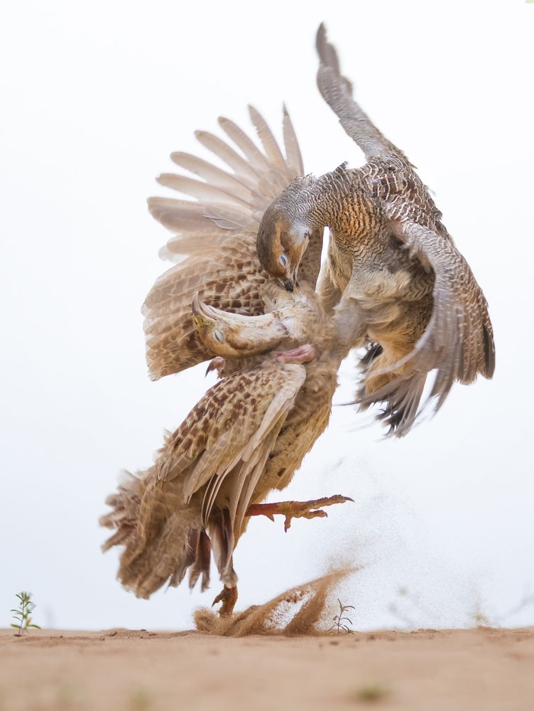 The territorial fight