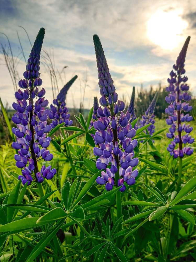 Прекрасный люпин, стремящийся в небо