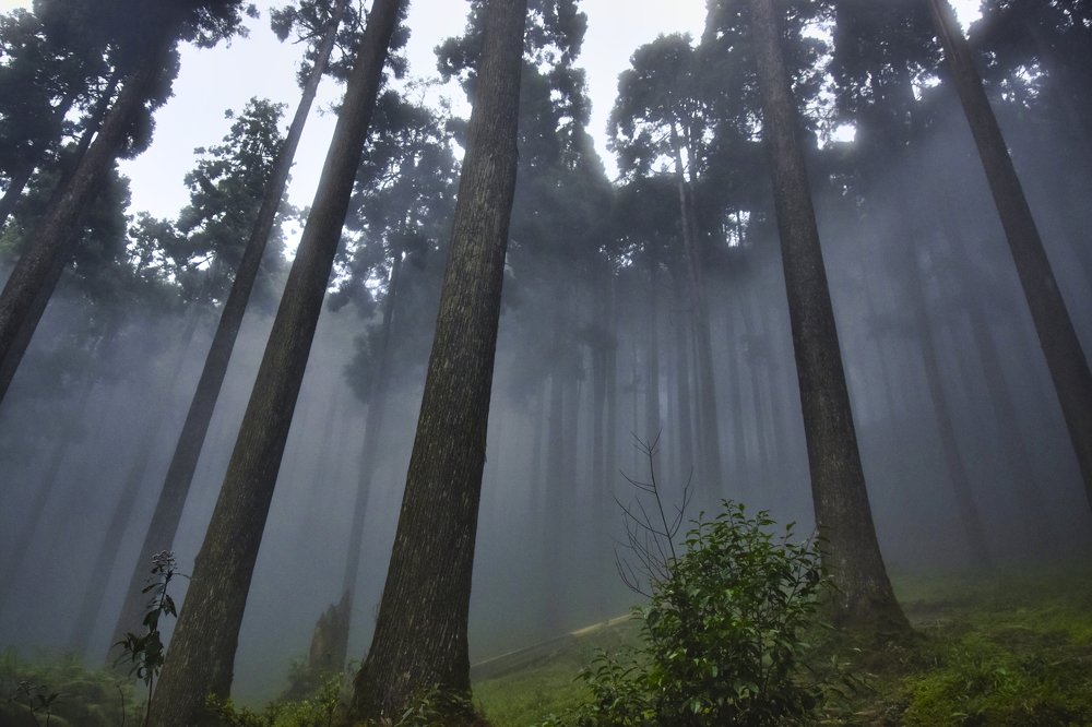 Photograph by animesh sen sarma