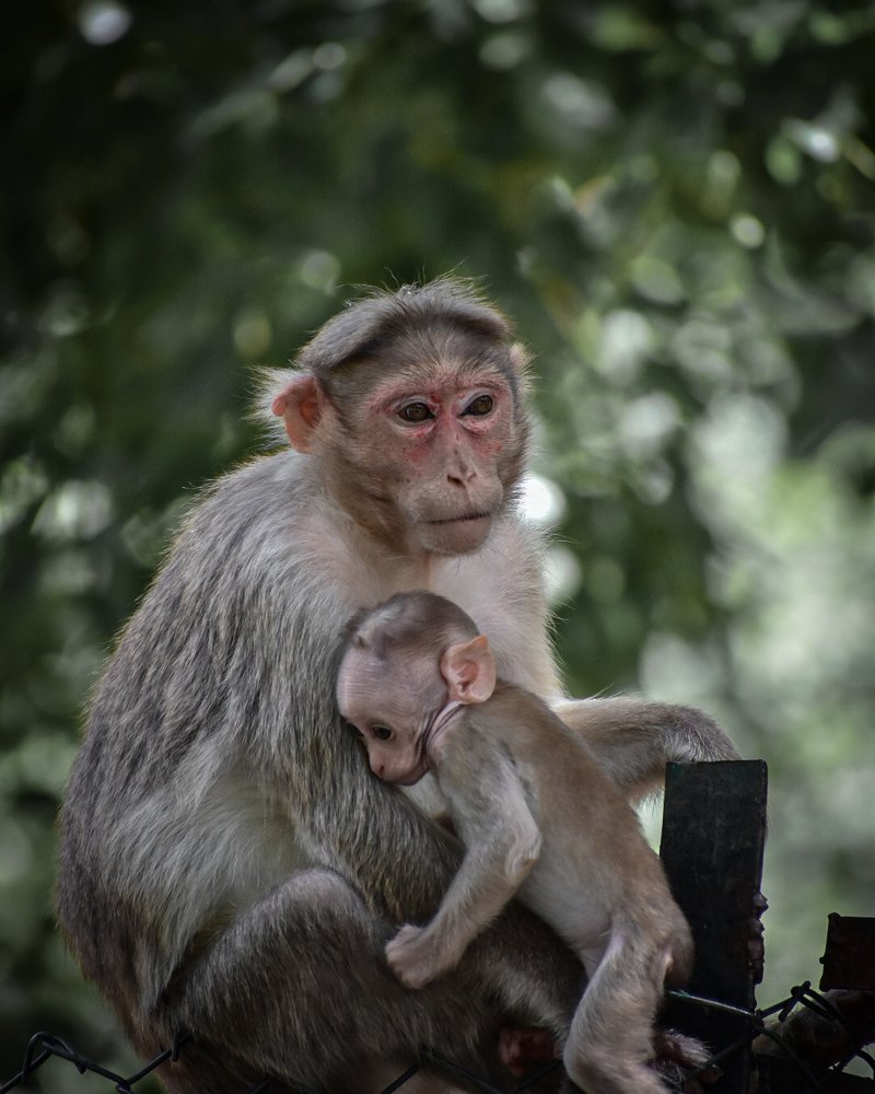 Photograph by ANIL AKSHAY