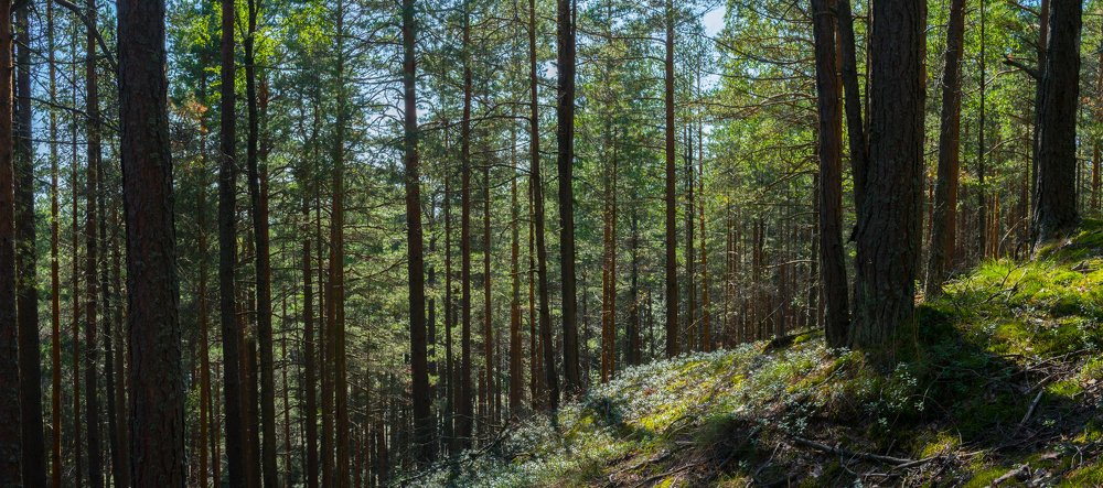 Берег Финского залива