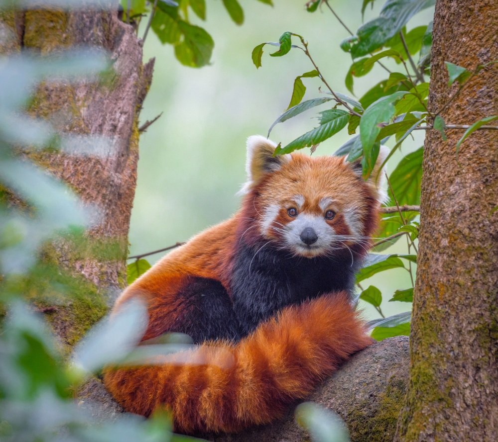 Love of Red : Red Panda