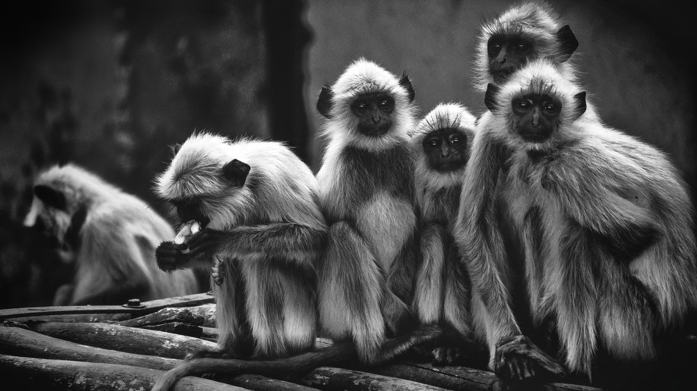 Photograph by Arindam Chowdhury