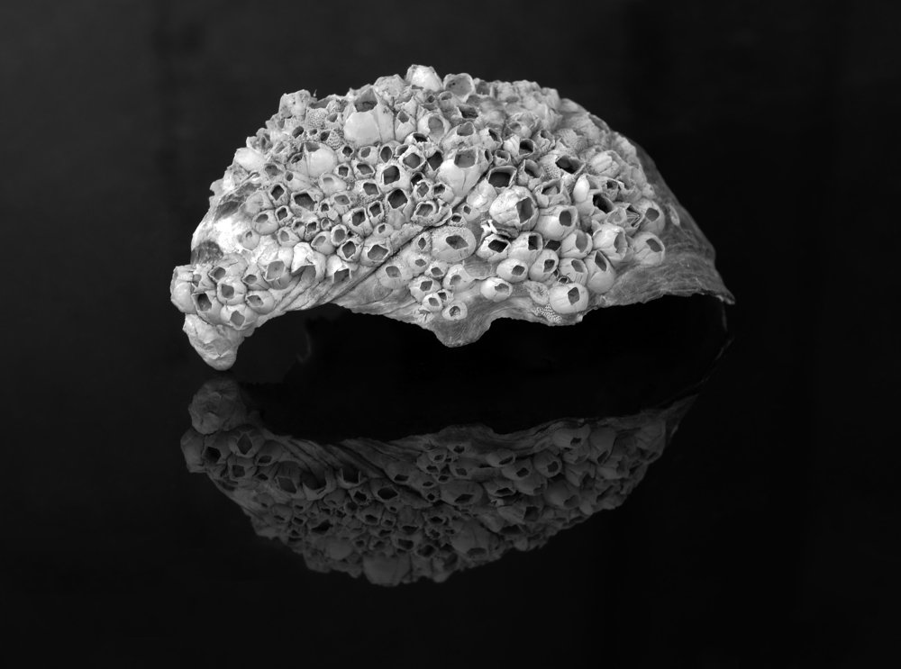 Photograph by Maja Sokolean