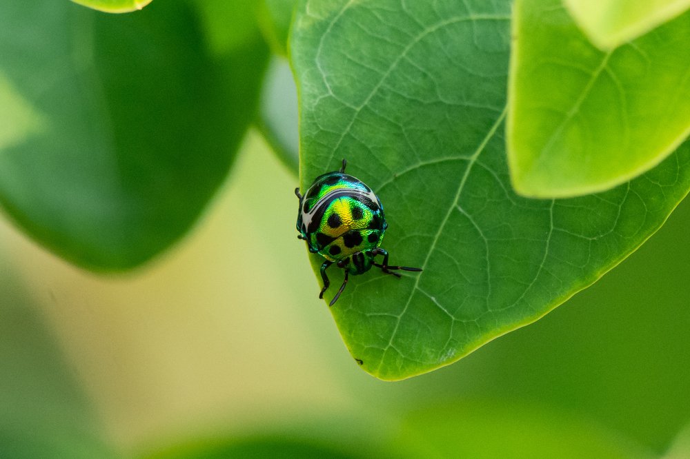 Leaf beetles