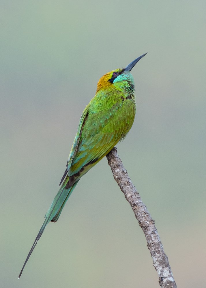 Photograph by Umesh Kumar PR