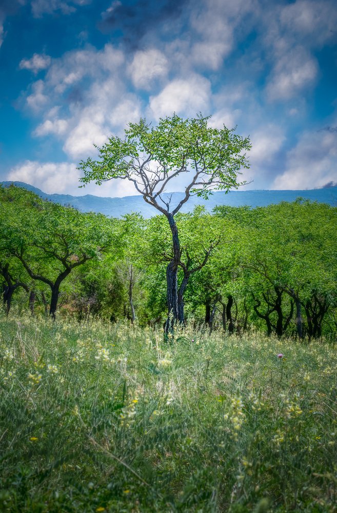 Photograph by Helen Vasilieva