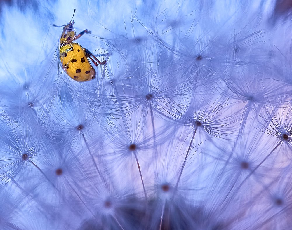 Лёгкость и воздушность