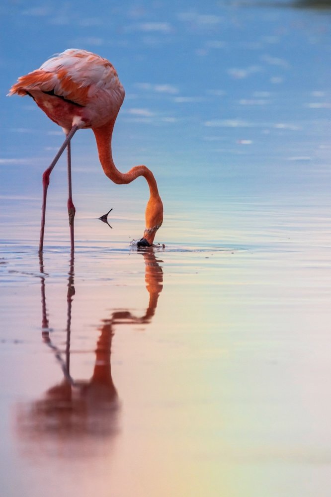 Feeding from the rainbow