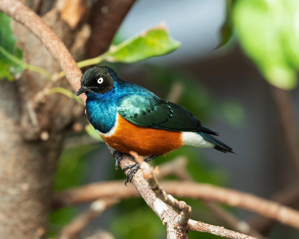 Lamprotornis superbus