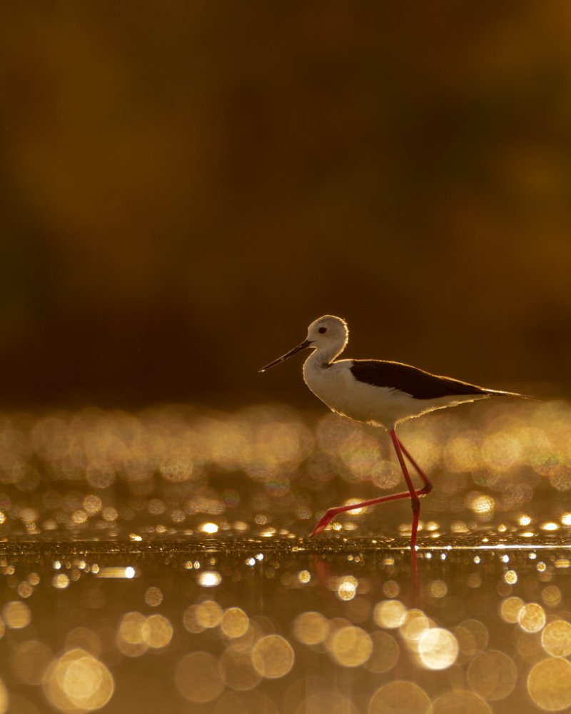 Photograph by Dharmik Prajapati