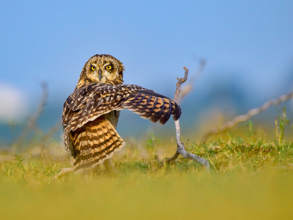 Short eared owl