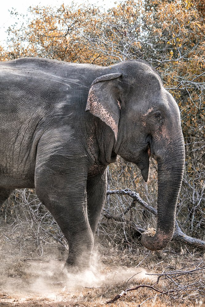 Фотография автора Ravindu Heshan Weerasinghe Pathirana