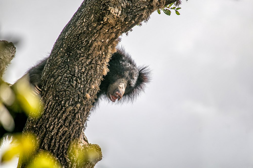 Фотография автора Ravindu Heshan Weerasinghe Pathirana