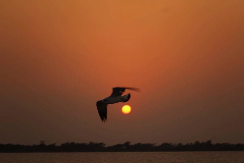 Bird with Sunset
