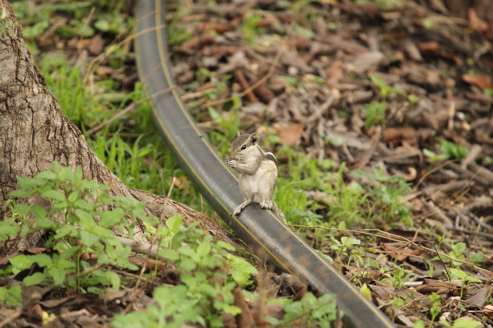 Indian Squirrel
