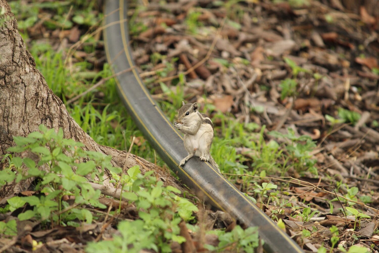 Indian Squirrel