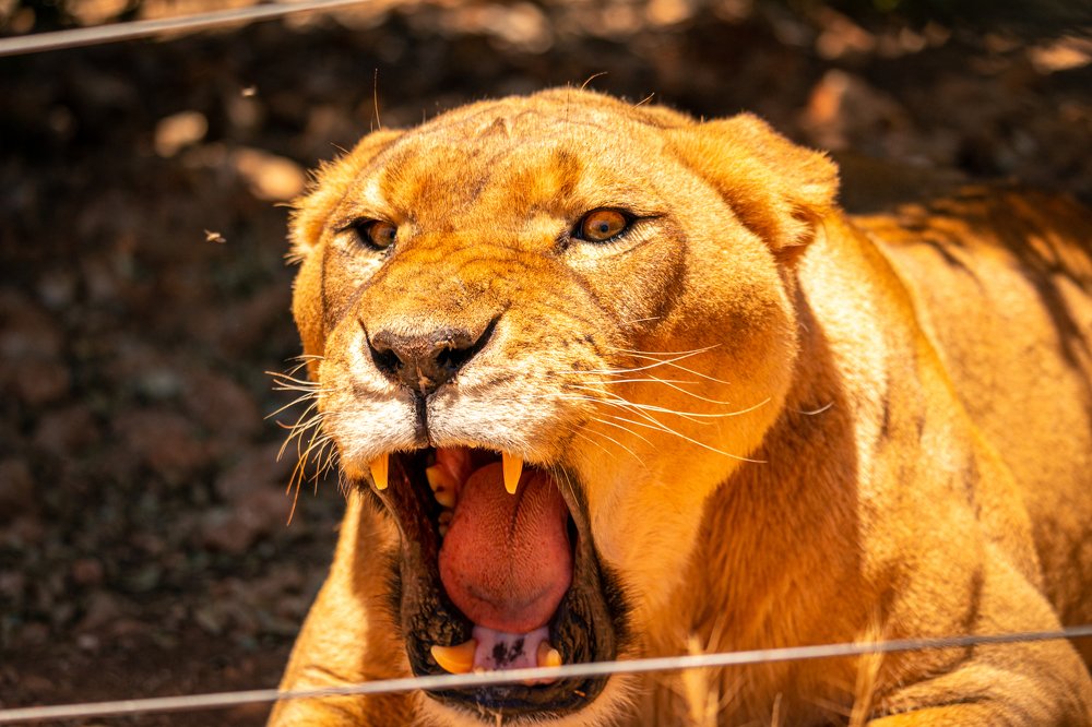 Photograph by Abed Abedaljalil