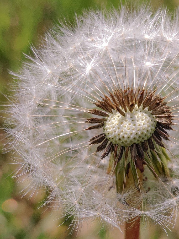 Нежный одуванчик