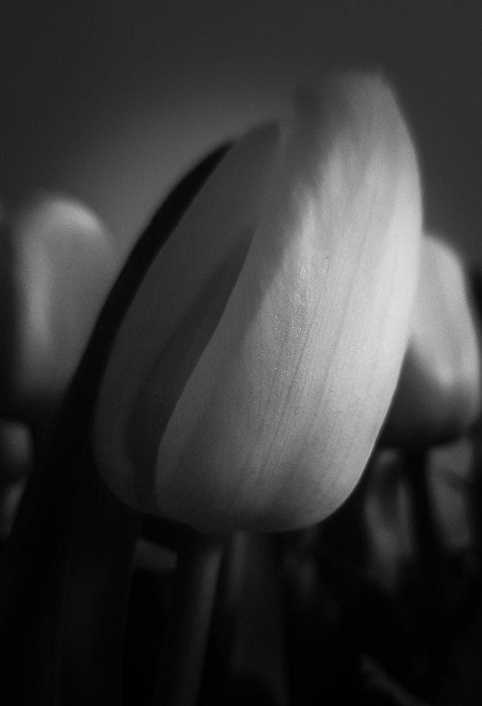 Photograph by Ray Snider