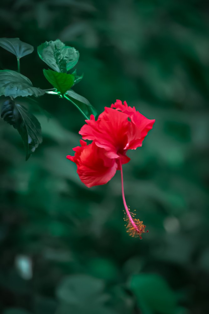 Photograph by Irshad Muhammed
