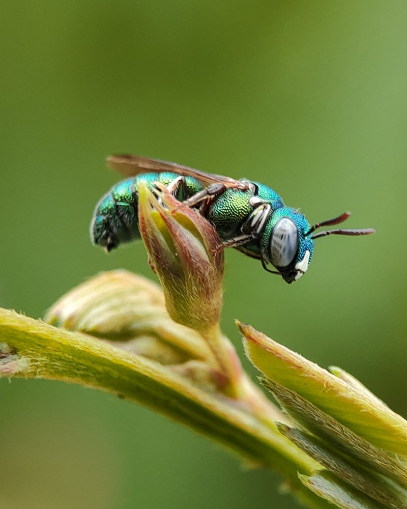 Photograph by Sumanth Varma skmacrographer