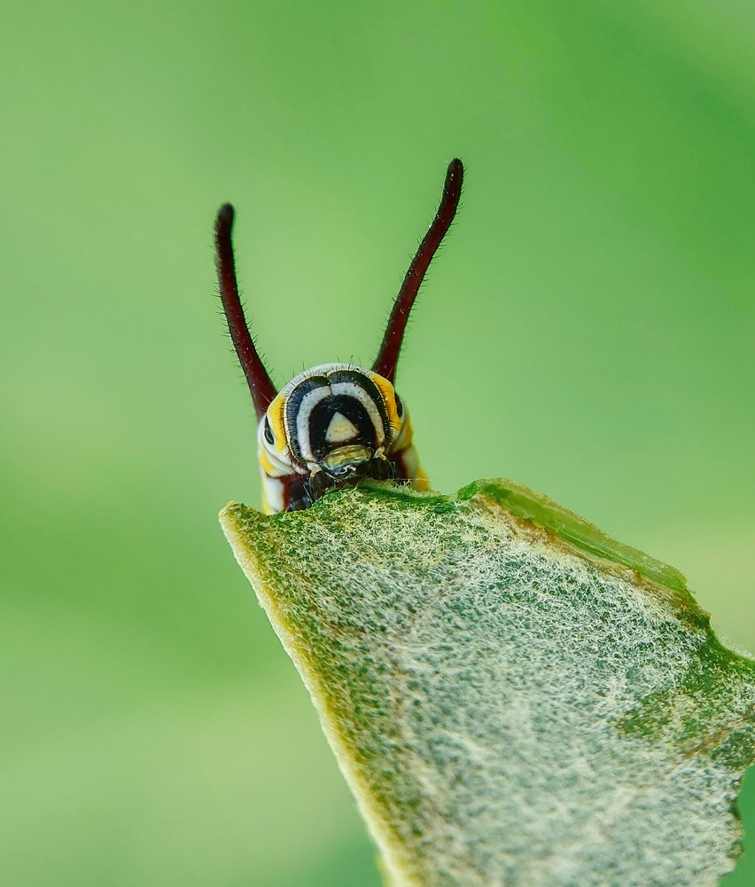 Photograph by Sumanth Varma skmacrographer