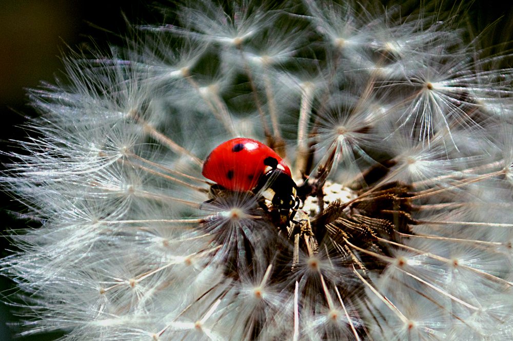 Photograph by Александра Коновалова