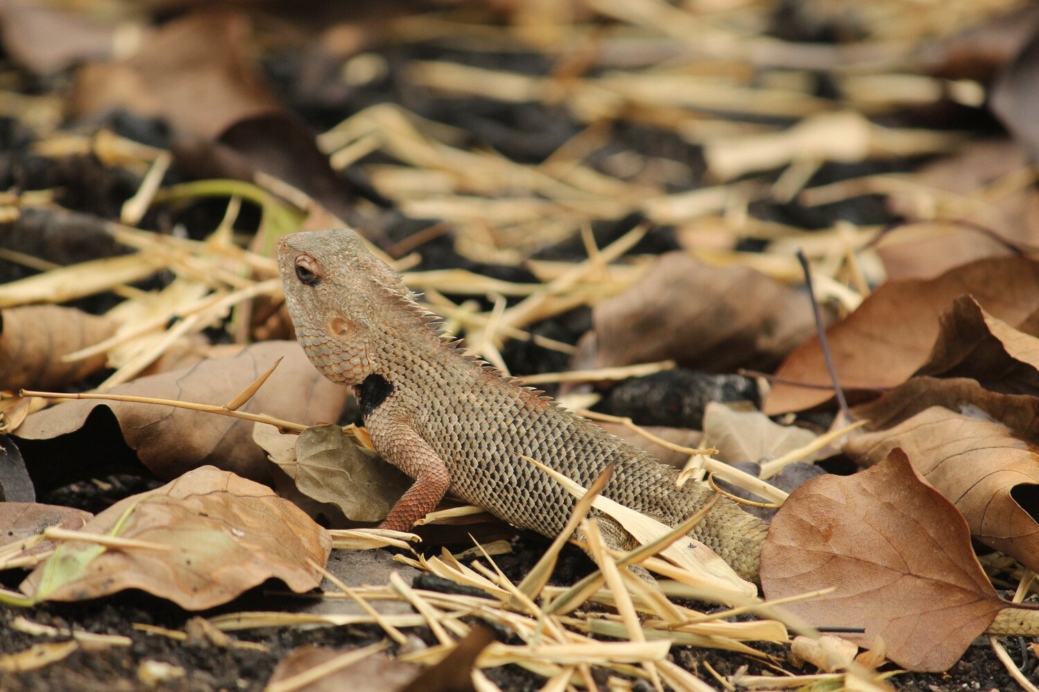 Indian Chameleon