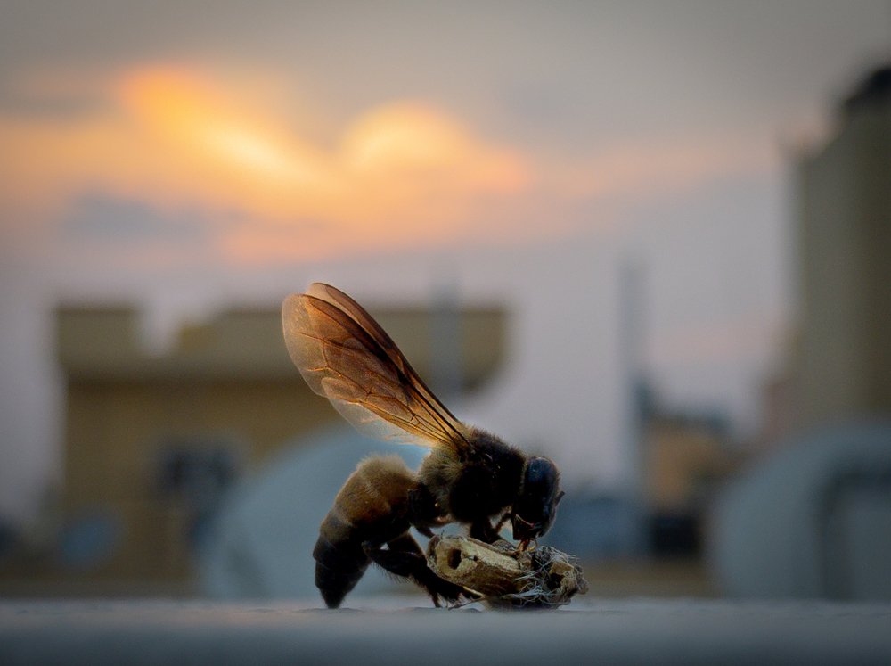 Bee dusk