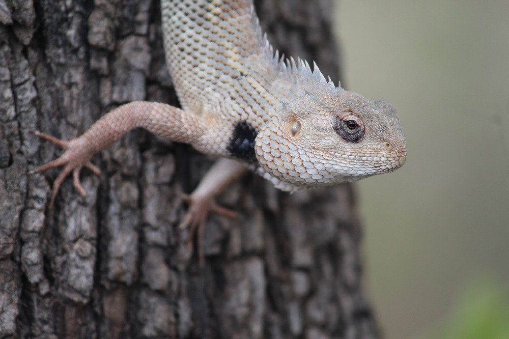 Chameleon