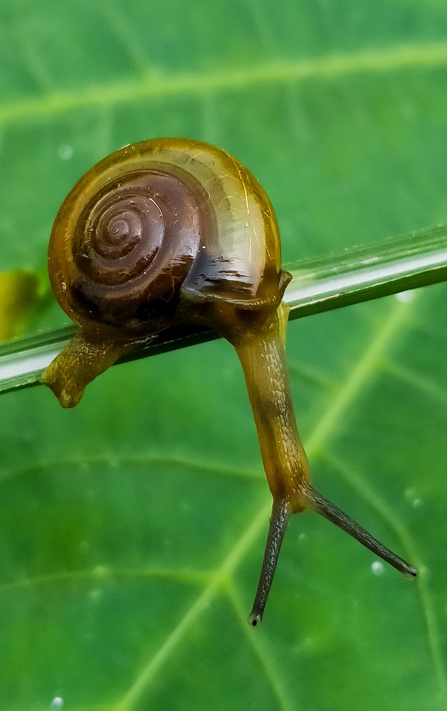 I have too long eyes