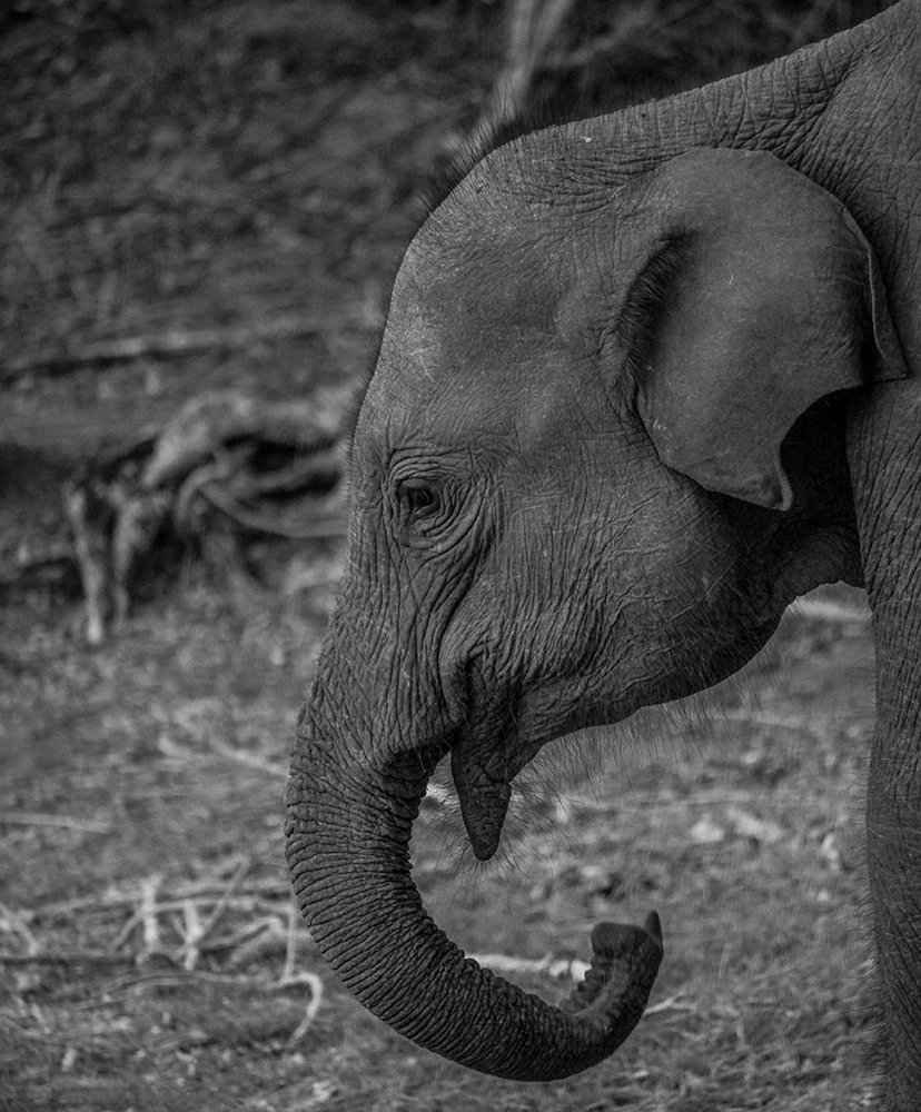 Фотография автора Ravindu Heshan Weerasinghe Pathirana