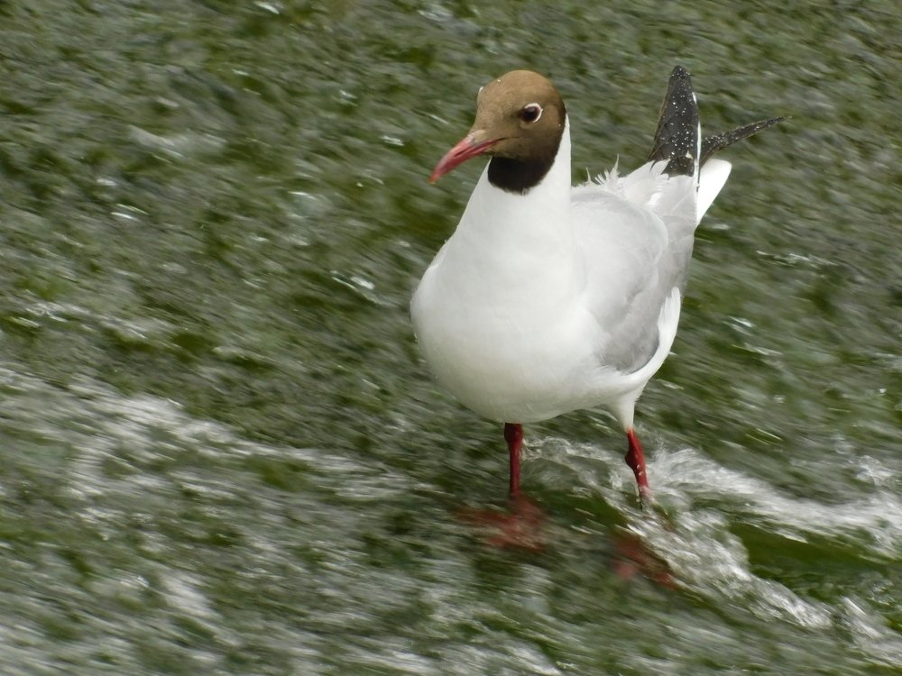 Photograph by Чкареули Светлана