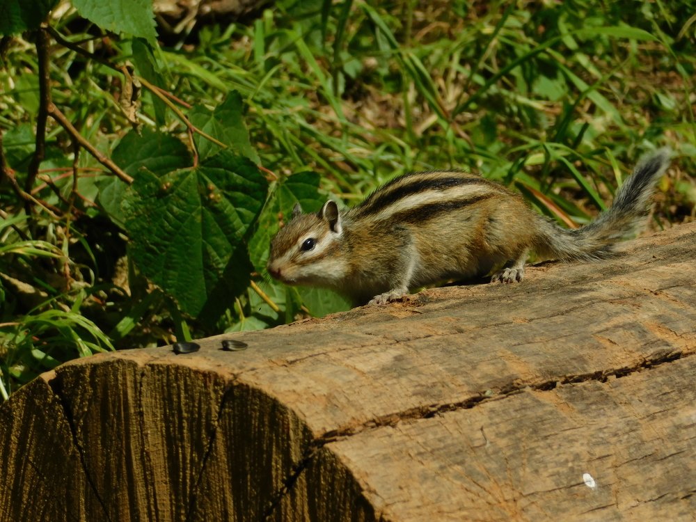 Photograph by Чкареули Светлана